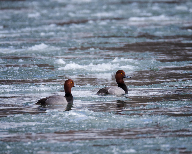 Redheads