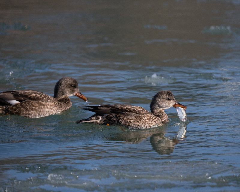 mallards