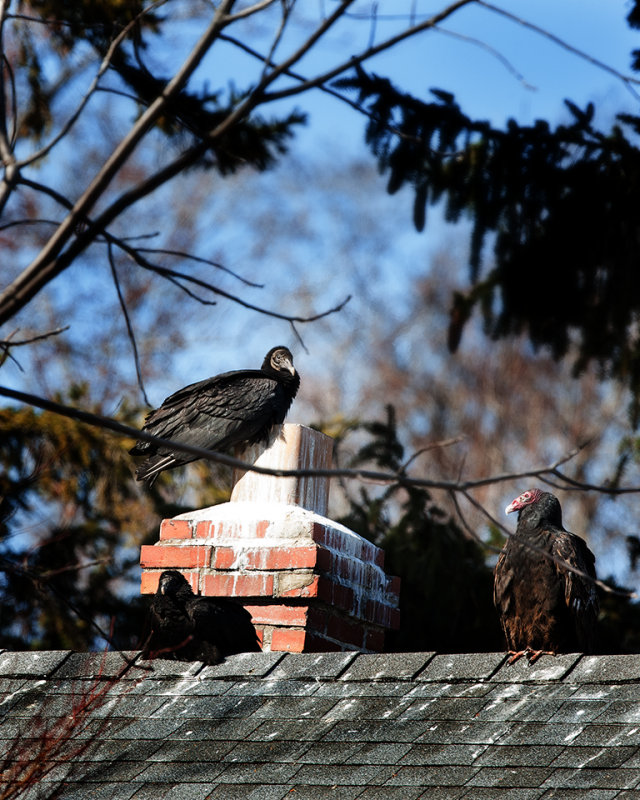 turkey_vultures