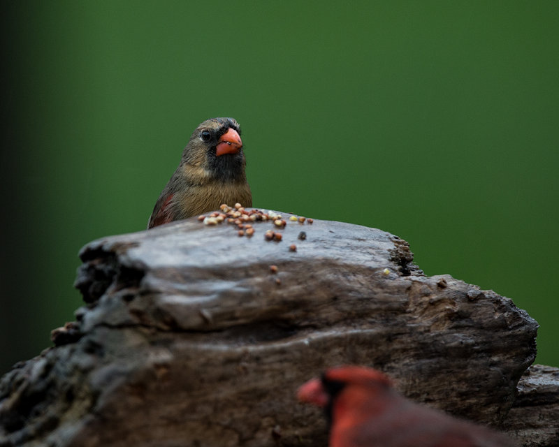 cardinals