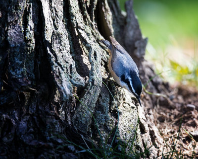 Redbreasted Nuthatch ?