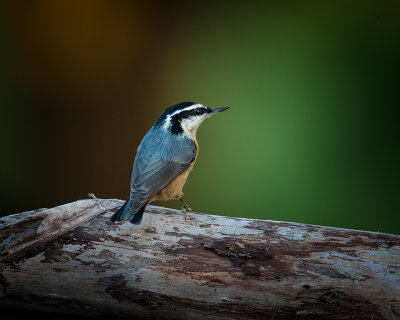 Red Breasted Nuthatch