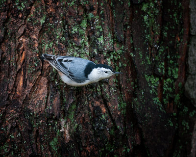 White Breasted Nuthatch