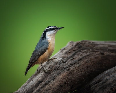 Red Breasted Nuthatch