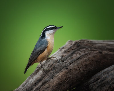 Red Breasted Nuthatch