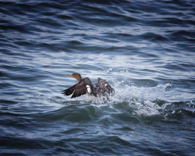 Merganser