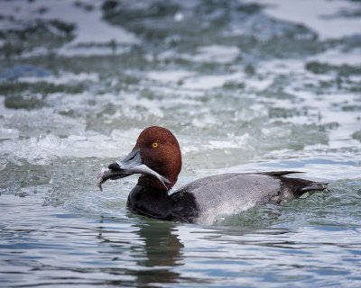 redheads