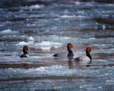 Redheads