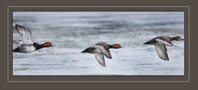 Taking Flight