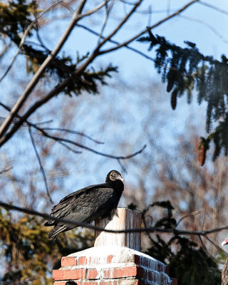 Turkey Vulture