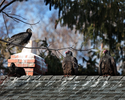 Turkey Vultures