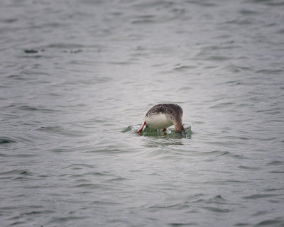 The Dive