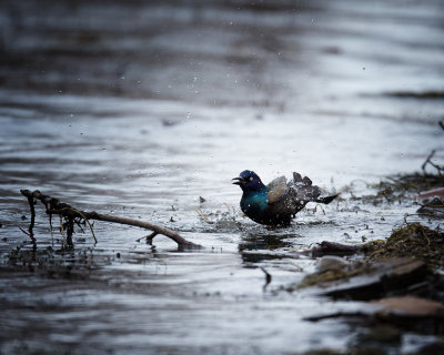 SPLISH-SPLASH, I'm Taking a Bath