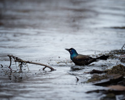 GRACKLE