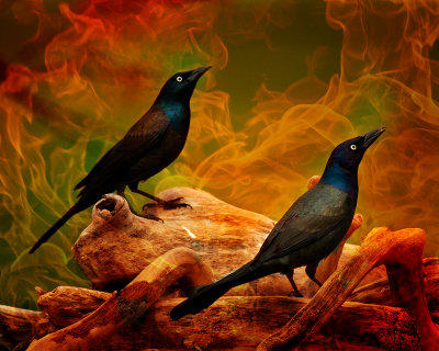 GRACKLES FROM HELL