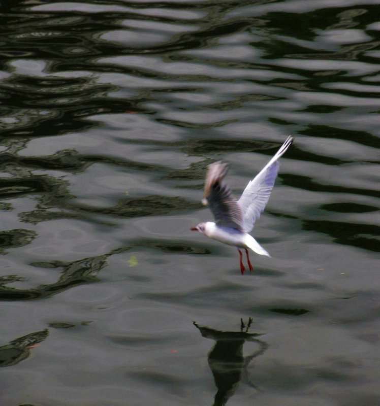  Gull over the River Liffey
Dublin City