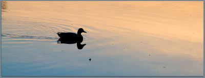 solo mallard on lake mohawk