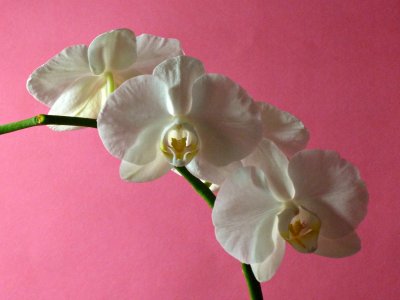 vinces white orchid 2.jpg