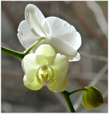 new blossom on the orchid