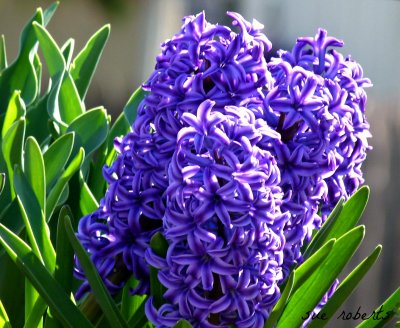 hyacinth