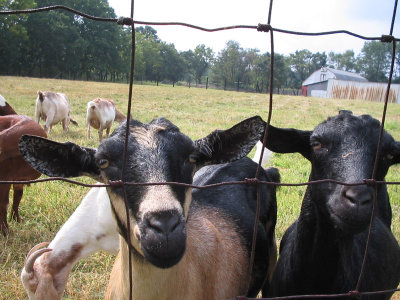 goats picture 3