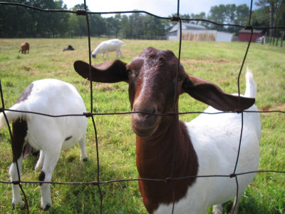 goats picture 4