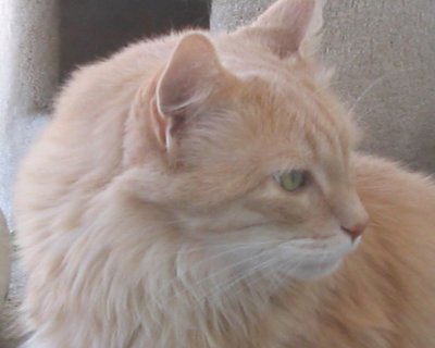 cat in the window 1