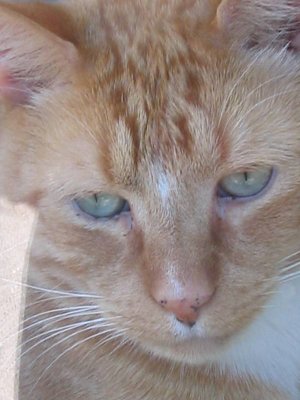 cat in the window 2