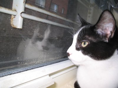 jasmine reflected in the studio apartment window