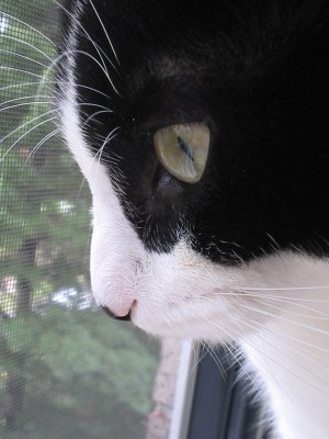 jasmine up really close.