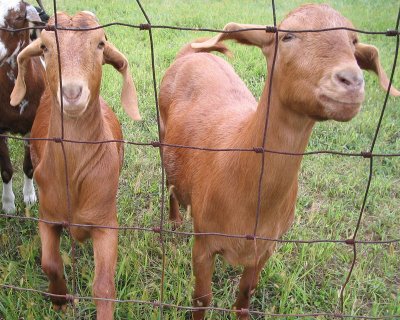 young goats