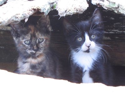 2 itty bitty kitties hiding under the floorboards near frenchtown