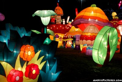 Dallas' Chinese Lantern Festival