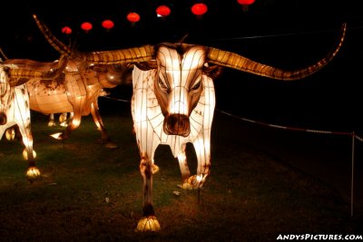 Dallas' Chinese Lantern Festival