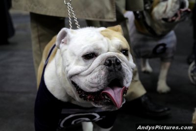 Georgetown mascot - Jack the Bulldog