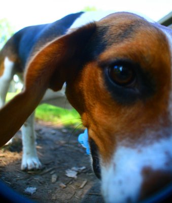 At the dog park