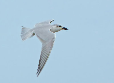 Gull-billed Tern