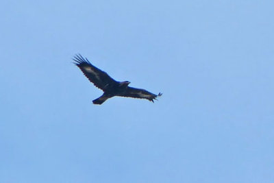 Golden Eagle