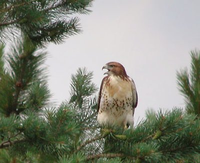 Red-tailed Hawk juv.