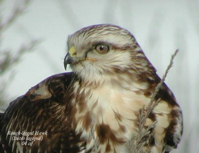 Rough-legged Hawk