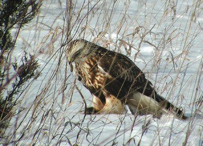 Rough-legged Hawk