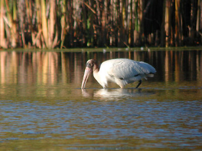 Wood Stork in Illinois