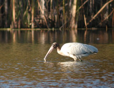 Wood Stork