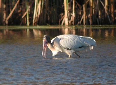 Wood Stork