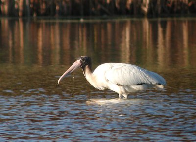 Wood Stork