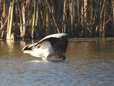 Wood Stork