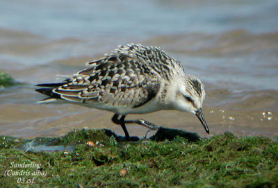 Sanderling