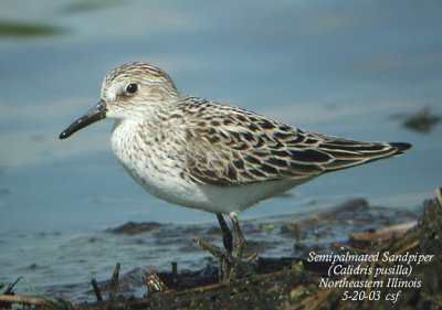 Semipalmated Sandpiper