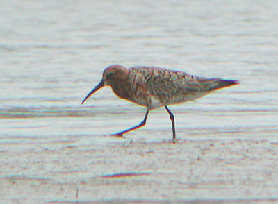 Curlew Sandpiper in Illinois