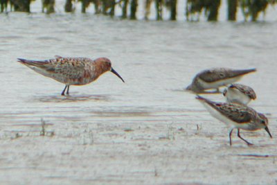 Curlew Sandpiper and Semipalmated Sandpipers
